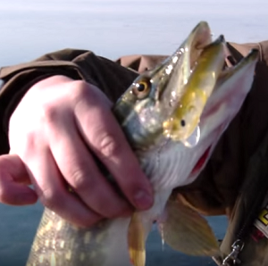 Зимняя рыбалка в Краснодарском крае на лиманах цена